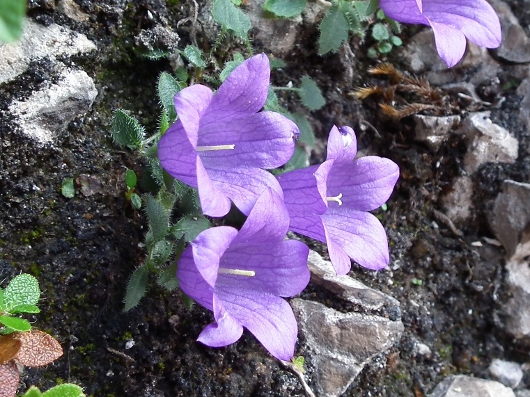 Campanula morettiana / Campanula di Moretti